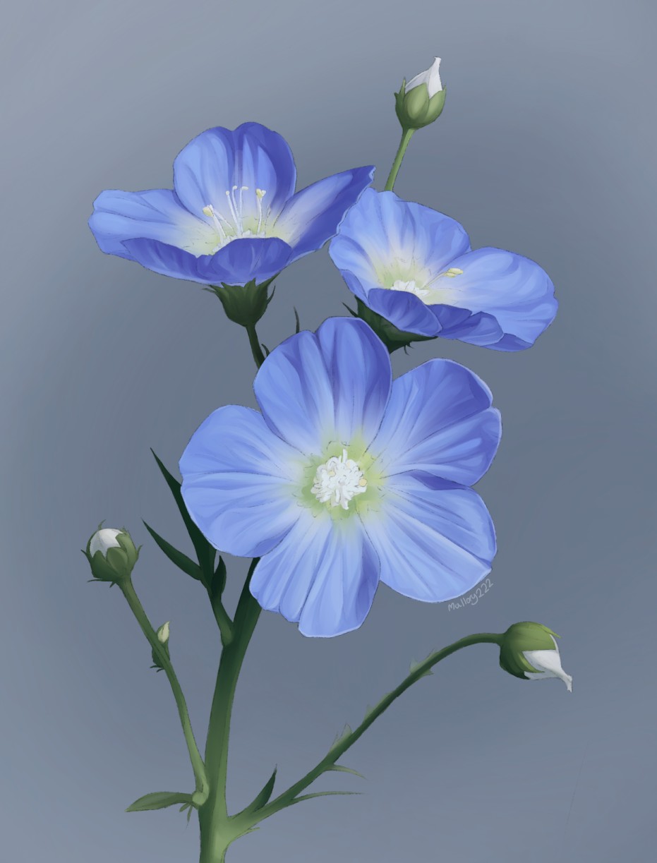 Art 14: A life study of blue flowers and white buds